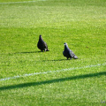 (07) Polonia - Motor Lublin  (04.06.2023)